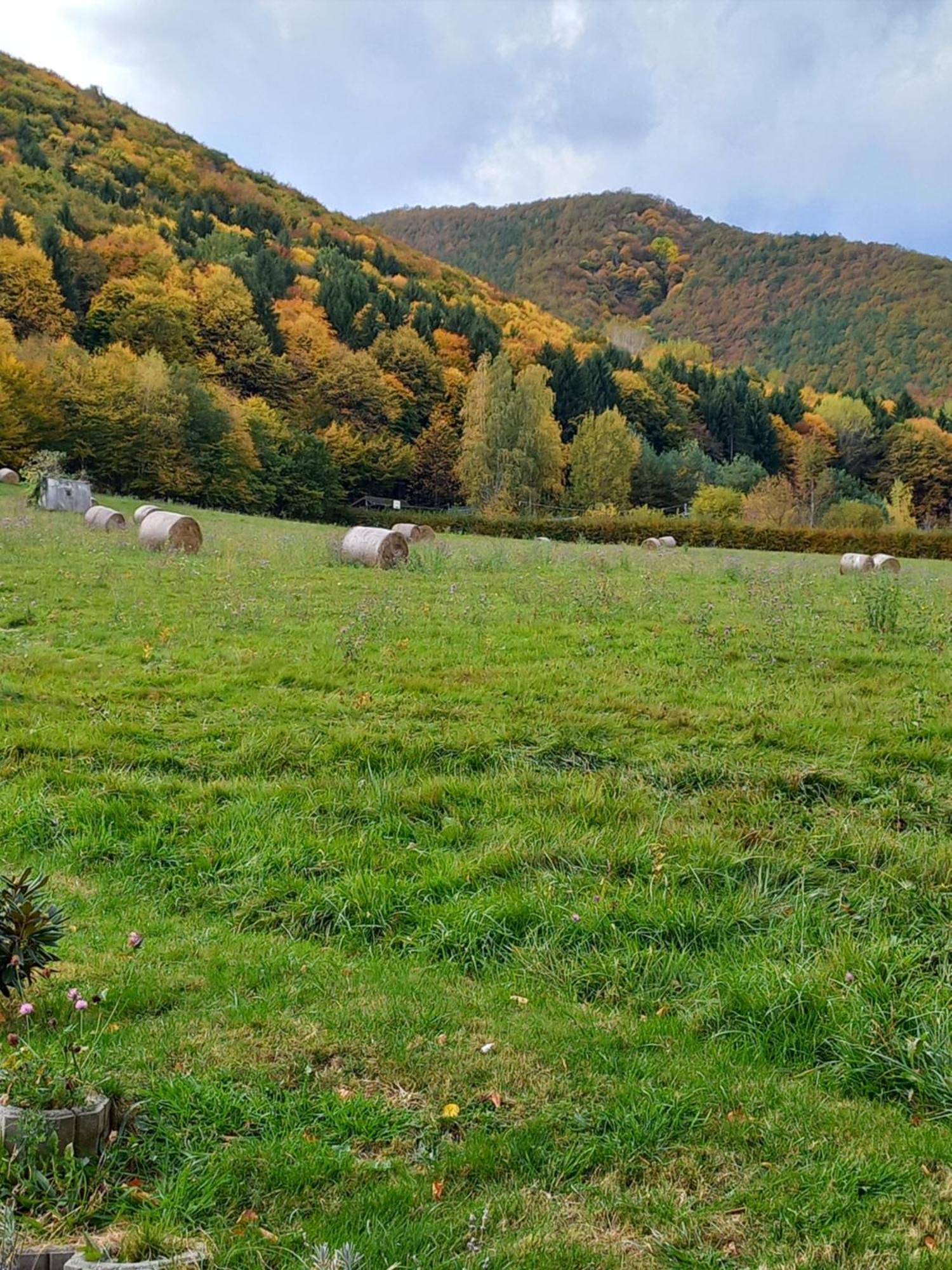 Pensiunea Natura Sadu Sibiu Exterior photo